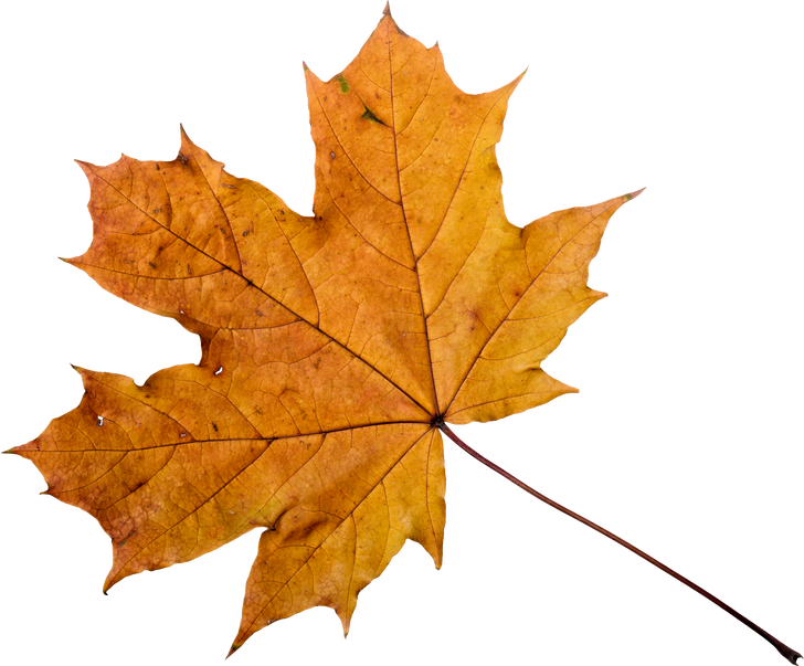 Autumn Maple Leaf